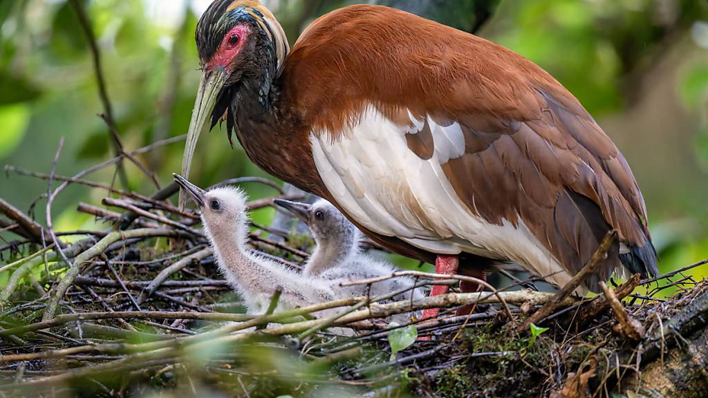 Die gefährdeten Mähnenibisse haben im Zoo Zürich Nachwuchs bekommen. Ihre Nester sind für Besucherinnen und Besucher sichtbar, die Vögel aufgrund der guten Tarnung aber nicht.