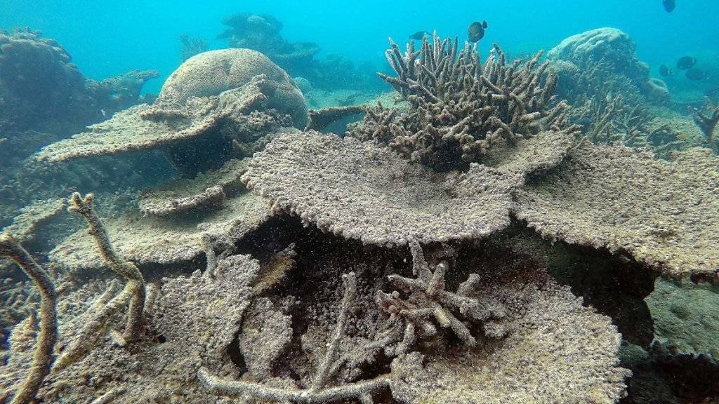 Abgestorbene Korallen am nördlichen Great Barrier Reef: Hohe Wassertemperaturen haben zur schlimmsten je beobachteten Korallenbleiche geführt.