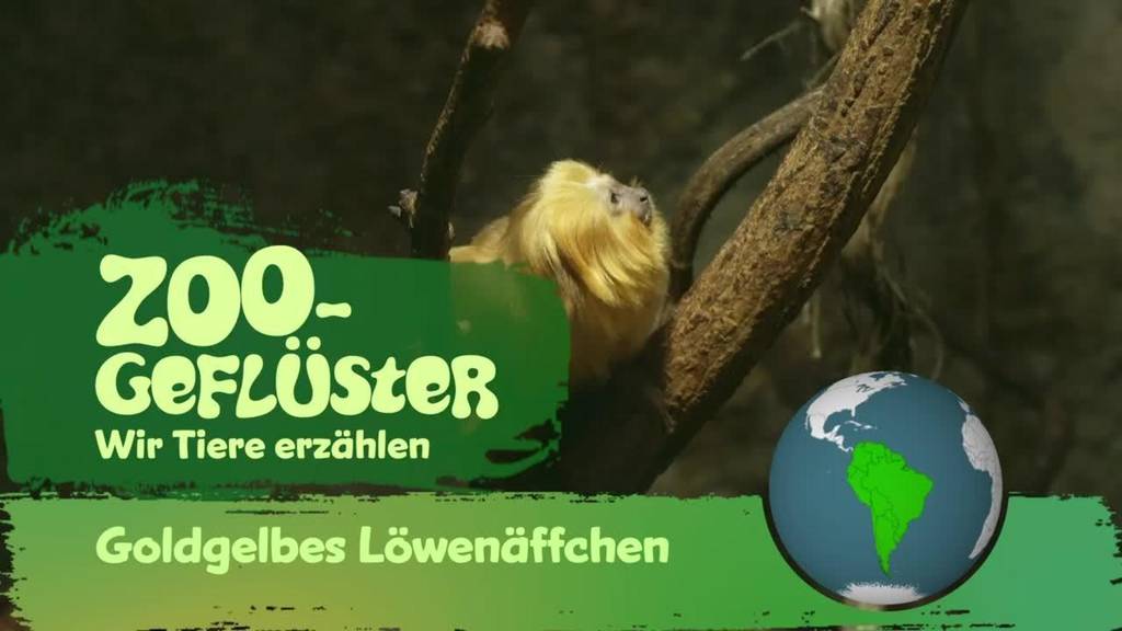 Goldgelbes Löwenäffchen