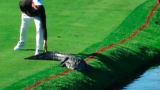 Der Golfer hatte keinen Bock auf den Aligator zu warten.