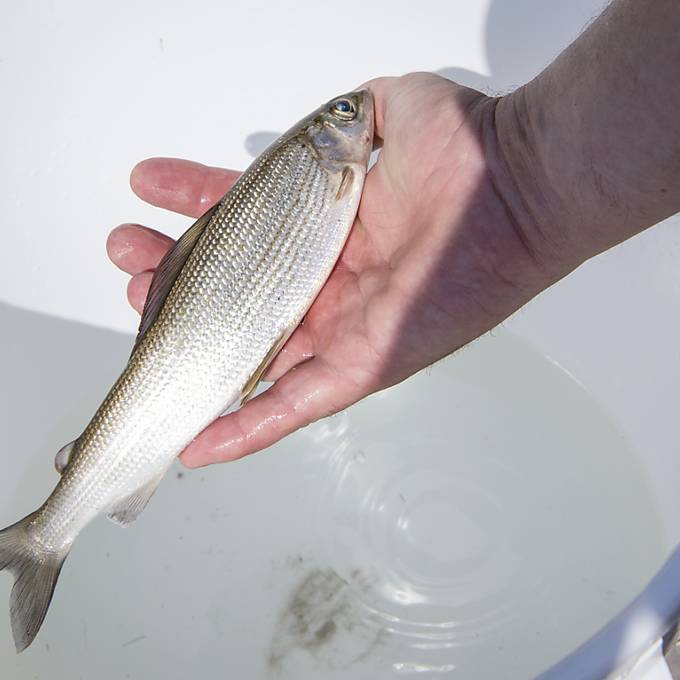 Erste tote Fische im Rhein gefunden