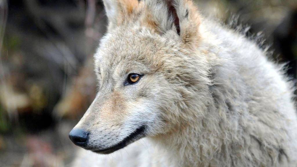 Im Winterthurer Wolfsgehege sind die beiden letzten Bewohner gestorben. Im kommenden Jahr sollen dann zwei neue Tiere in die Anlage kommen und ein Rudel gründen. (Symbolbild)