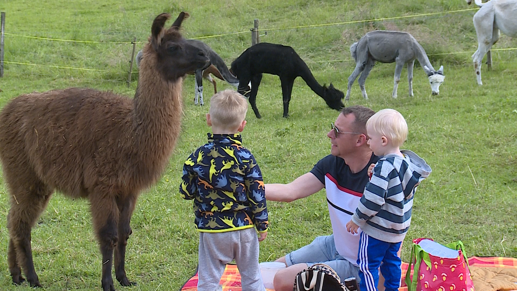 Picknick mit Alpaka 
