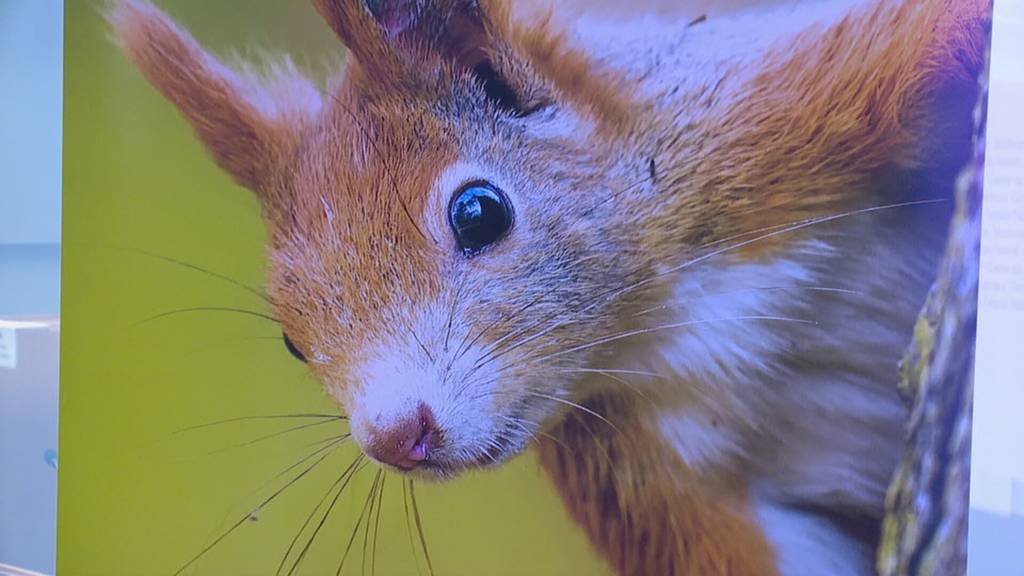 Naturschützer starten Kampagne gegen das Stromgesetz