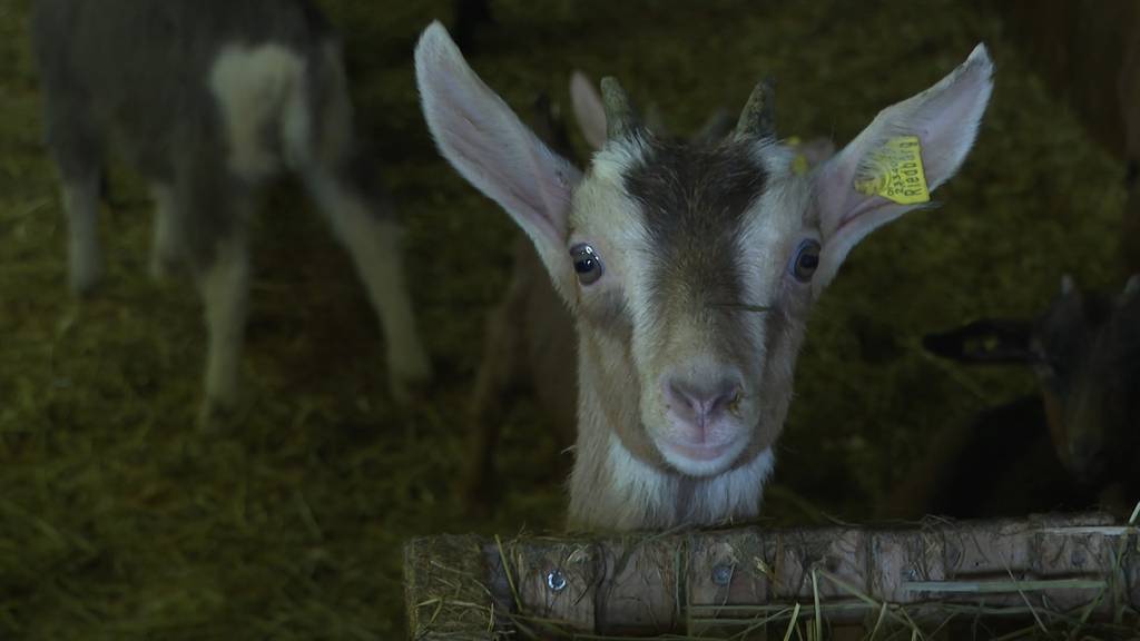 Tierische Beute in Ranflüh (BE): 26 Gitzi aus Stall gestohlen