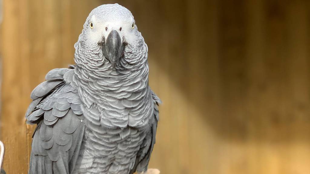 Fünf Papageien beleidigen Zoo-Besucher und müssen getrennt werden