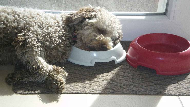 Der Grosse Vierbeiner Report In Gansingen Ist Der Lagotto Romagnolo Der Star Fricktal Aargau Solothurner Zeitung