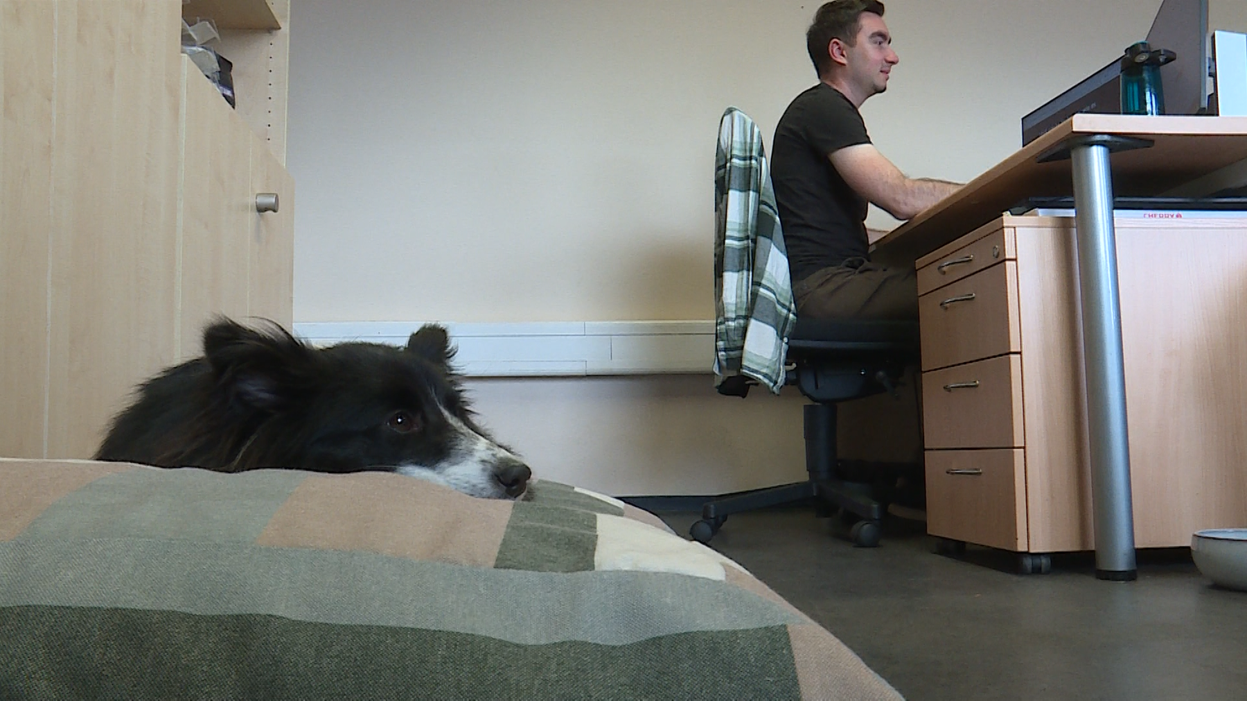 Bring deinen Hund mit zur Arbeit Tag 