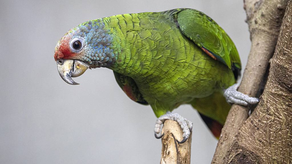 Der Zoo Zürich kümmert sich um Rotschwanzamazonen: Im Exotarium leben zwei der bedrohten Papageien - ein junges Männchen (Bild) und ein Weibchen sollen für Nachwuchs sorgen.