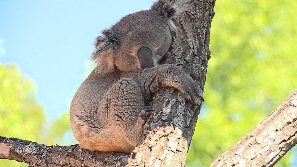 Koala, Wallabys und Co