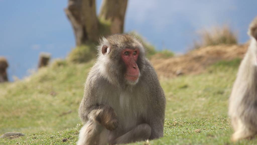 HANDOUT - Japanmakaken (Macaca fuscata) im Highland Wildlife Park. Foto: Royal Zoological Society of Scotland/dpa - ACHTUNG: Nur zur redaktionellen Verwendung im Zusammenhang mit der aktuellen Berichterstattung und nur mit vollständiger Nennung des vorstehenden Credits