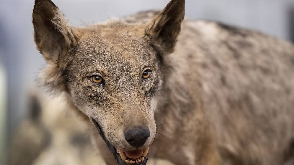 Einzelner Wolf im Zürcher Weinland gesichtet