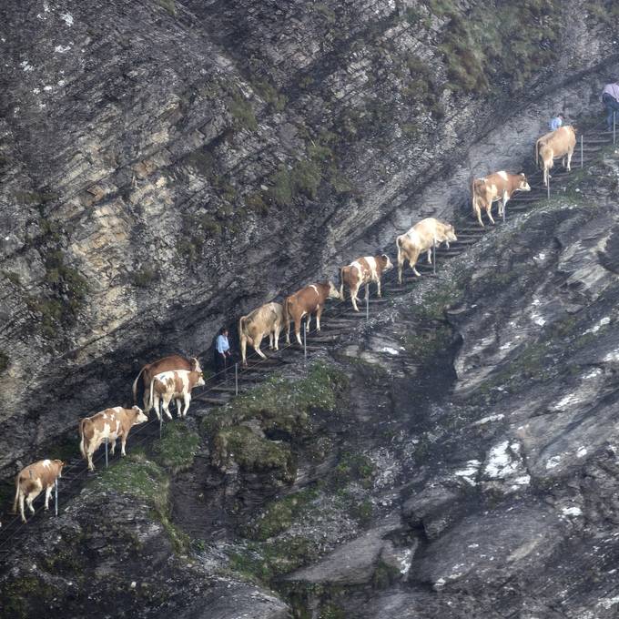 Trotz Regenwetter – am Samstag laufen hunderte Kühe auf die Engstligenalp