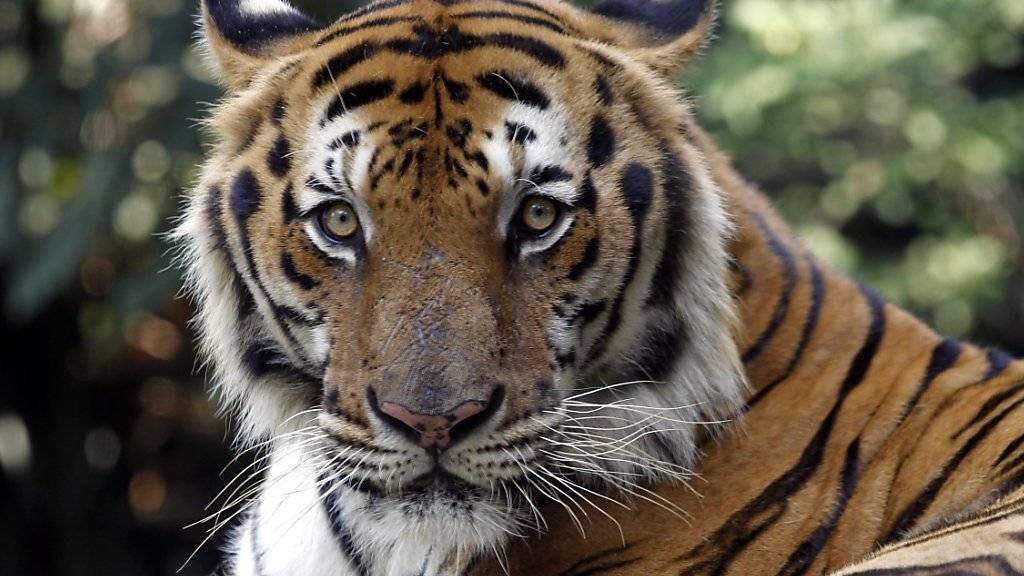 Nachdem der Bestand freilebender Tiger jahrzehntelang zurückging, ist erstmals ein leichter Anstieg der Zahlen festzustellen.