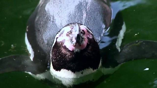 Schluss mit Pinguin-Diebstahl-Mythos