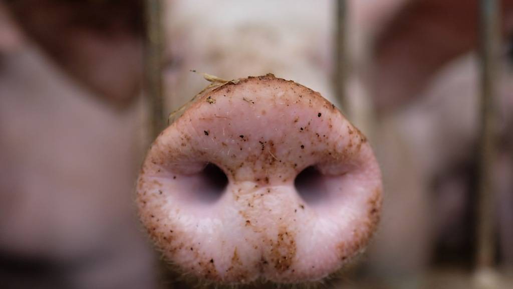Schweine eilen laut einer neuen Studie eingesperrten Artgenossen zur Hilfe. (Symbolbild)