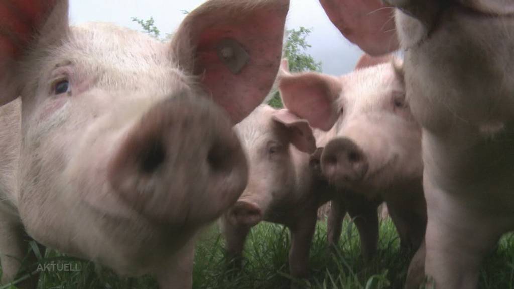 Hofschlachtung: Auf dem Loohof in Endingen werden Tiere direkt auf dem Hof getötet