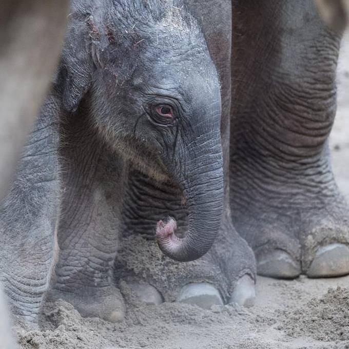 Neues Elefantenbaby im Zürcher Zoo