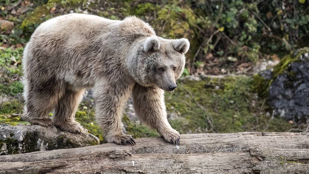Experte ärgert sich nach tödlichem Bären-Kampf über Aussagen des Tierparks: «Absurd!»