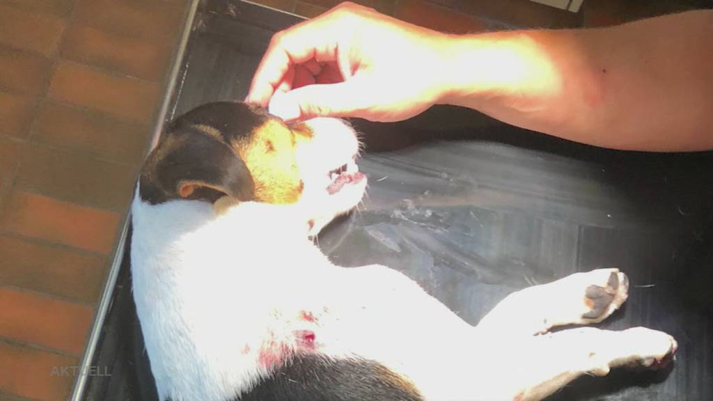 Tödliche Schüsse auf Nachbarshund: In Burg findet die Polizei bei einem Tierquäler eine Waffensammlung