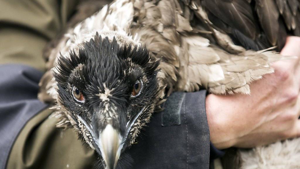 Ist nun flügge: Das junge Bartgeierweibchen Finja, das im Juni im Melchtal im Kanton Obwalden ausgewildert worden ist (Archivbild).