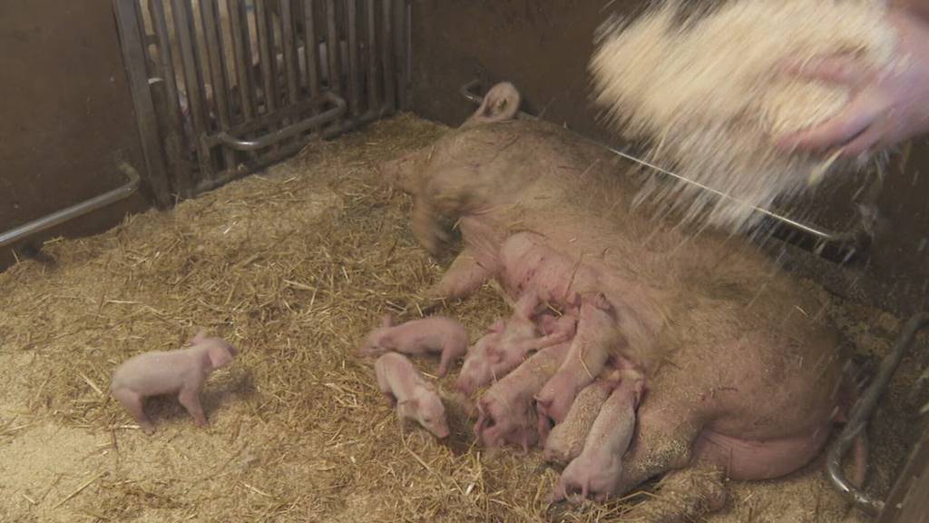 Hohenrainer Schweinebauer mit Teilerfolg