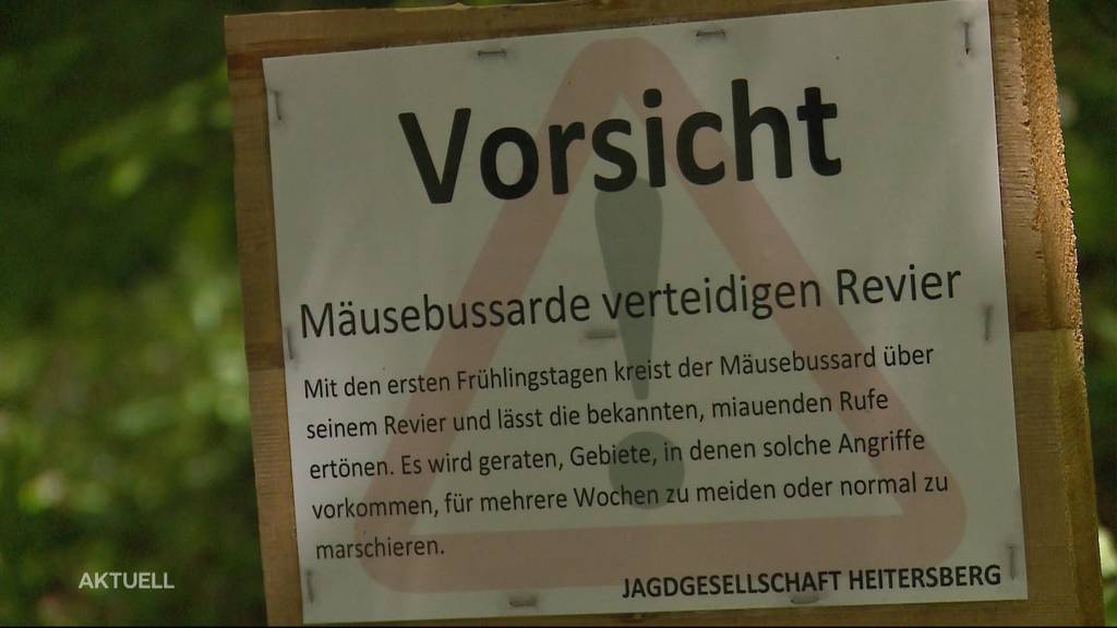 Ein Mäusebussard greift mehrere Jogger in Bellikon AG an