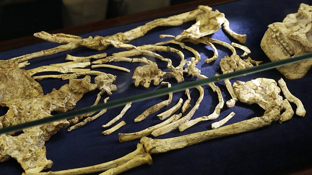 Das Skelett wird im südafrikanischen Johannesburg ausgestellt.