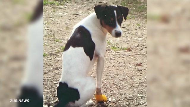 Hund mit Hammer erschlagen