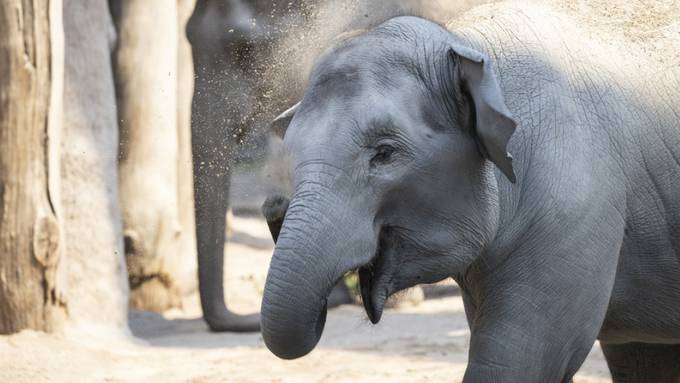 Zoo Zürich hält an Elefantenzucht fest