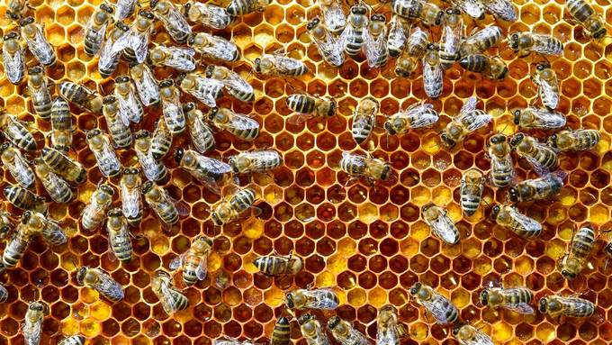 In der Ostschweiz gab es noch nie so wenig Honig