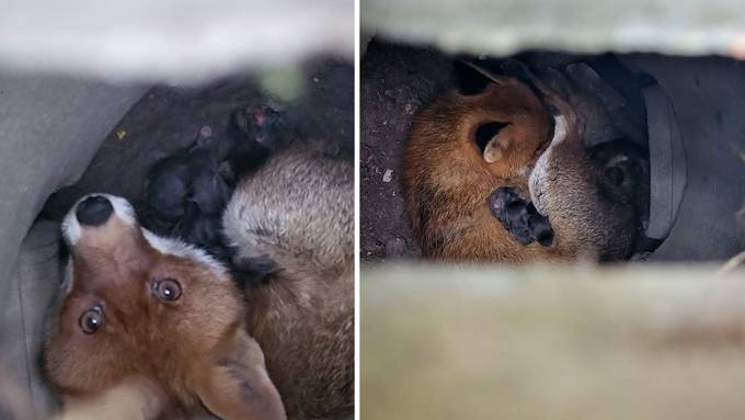 «Fund meines Lebens»: Spaziergängerin entdeckt Fuchsbabys in Schacht