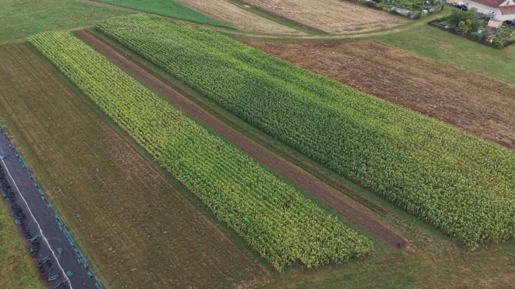 Ostschweizer Bauern kämpfen mit Ernteausfällen