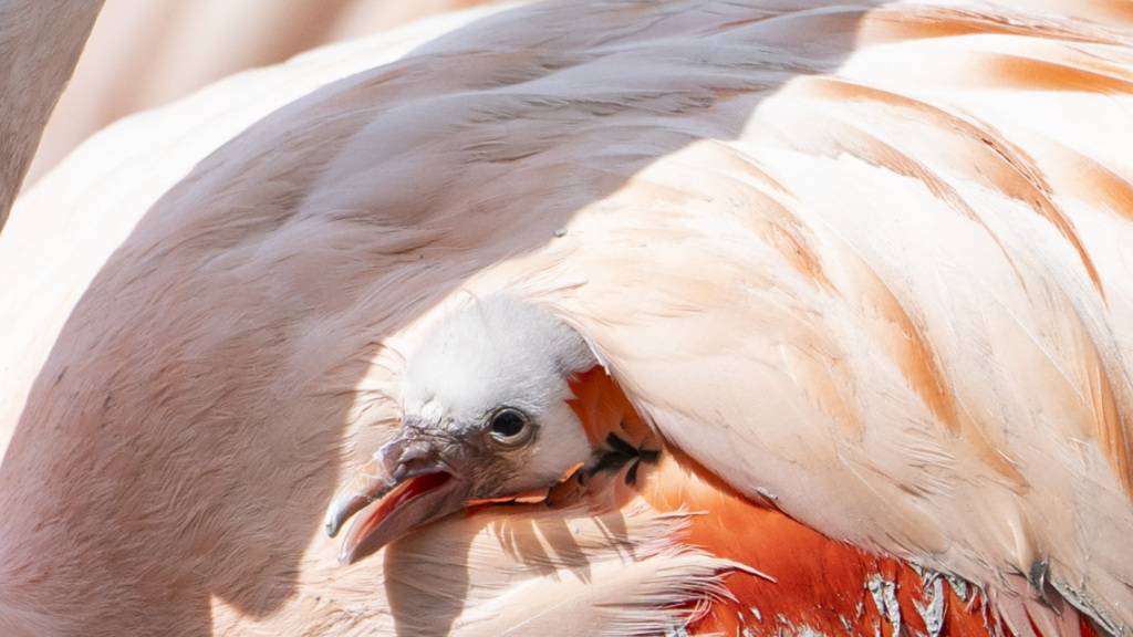 Dieses Flamingo-Küken wird im Zoo Zürich von seiner Mutter beschützt.