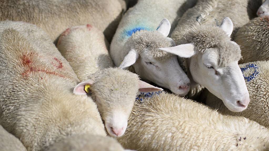 In einem Stall in Flums haben sich Ende Januar 30 Schafe gegenseitig zu Tode getrampelt. (Symbolbild)