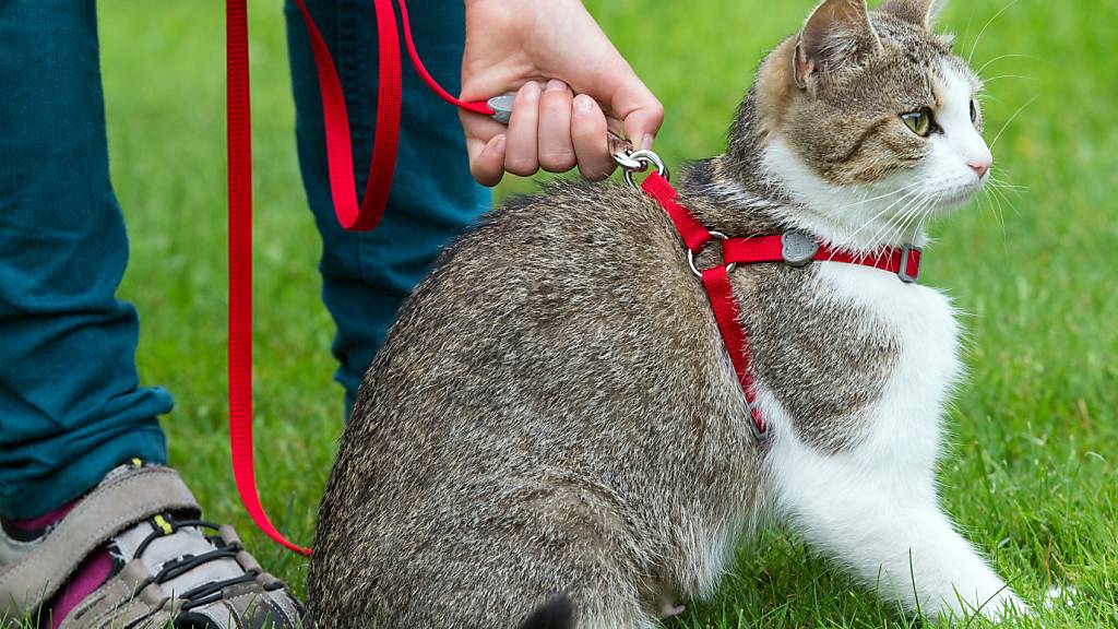 Streit zwischen Zürcher Büsi- und Hundehalterinnen zu Recht beendet