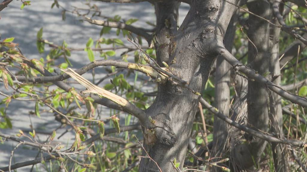 Irrfahrt: Eine Seniorin drückt in Wohlen bei einem Parkmanöver nicht auf die Bremse, sondern aufs Gas