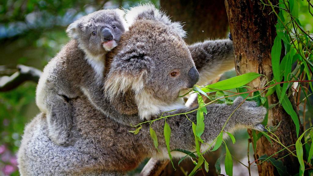 Faszination Australien