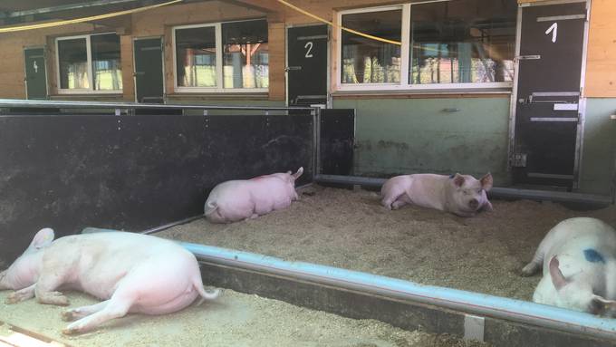 Schweinegestank: Handeln statt Jammern