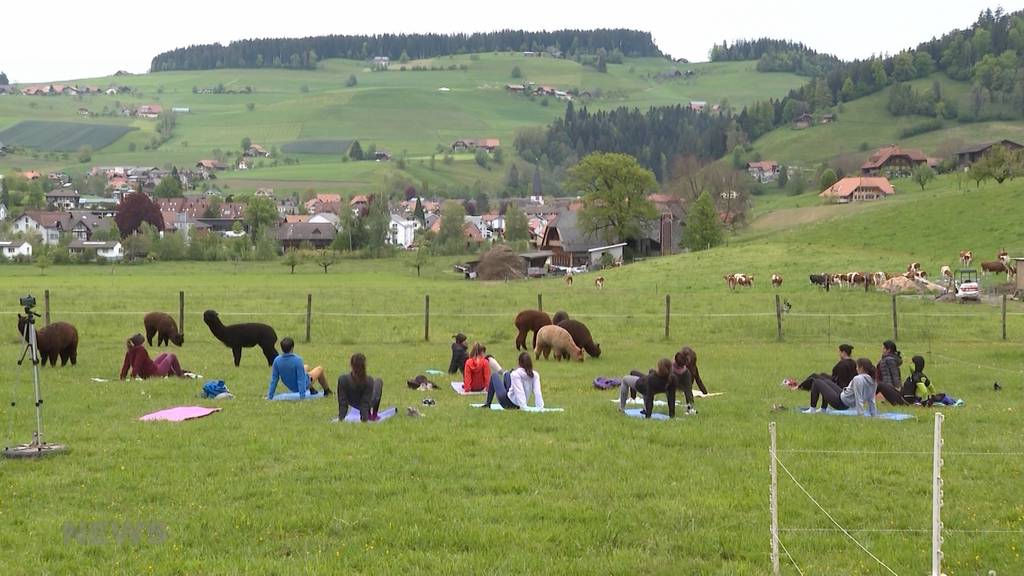 Yogastunde im Freien mit vierbeinigen Begleitern