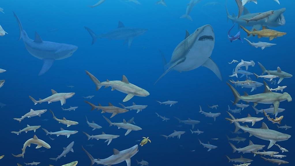 Forschende warfen einen Blick auf die vielfältige Hai-Welt der vergangenen 84 Millionen Jahre. Demnach wiesen Haie, die sich weniger spezialisiert ernähren, ein geringeres Aussterberisiko auf.