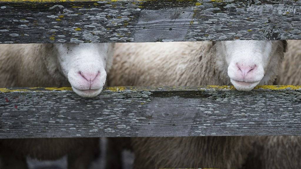 Wegen des Schächtens von zwei Lämmern wurde ein Oberwalliser Schafzüchter zu einer bedingten Geldstrafe verurteilt. (Symbolbild)