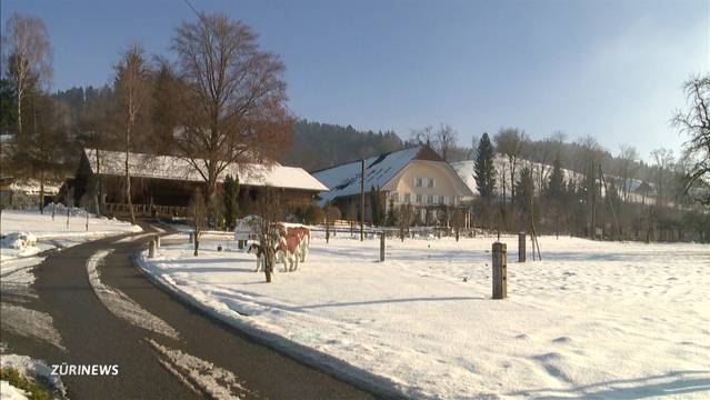 Tierhalter werden 31 Rinder  genommen