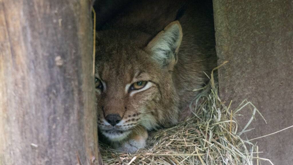 Luchsweibchen Matra hat sich mit ihrem Nachwuchs zurückgezogen. In sechs bis acht Wochen sind die Jungen für Besuchende ersichtlich.
