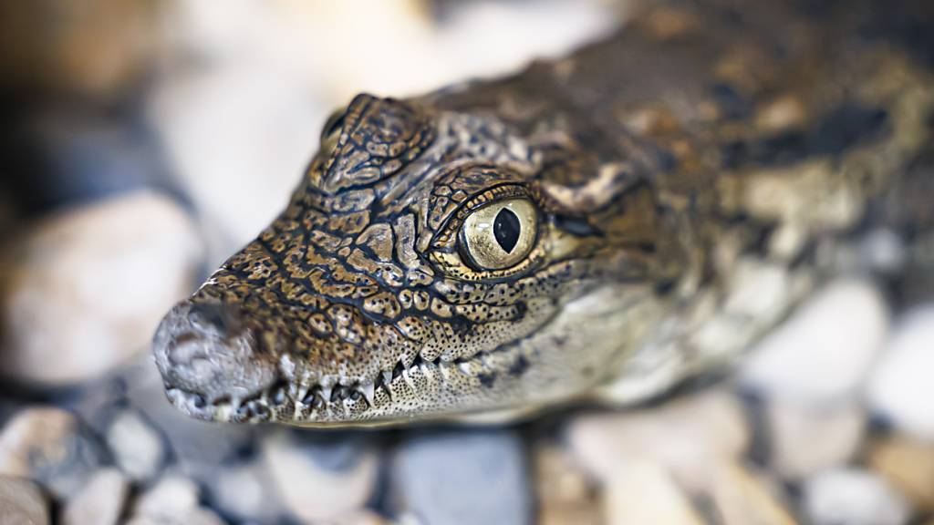 Nachfahren der ersten Reptilien sind heute mehr als 20'000 Arten von Krokodilen, Eidechsen, Schlangen und Schildkröten. (Archivbild)