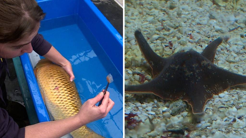 Fisch Tierarzt / Unscheinbare Zootiere Teil 2