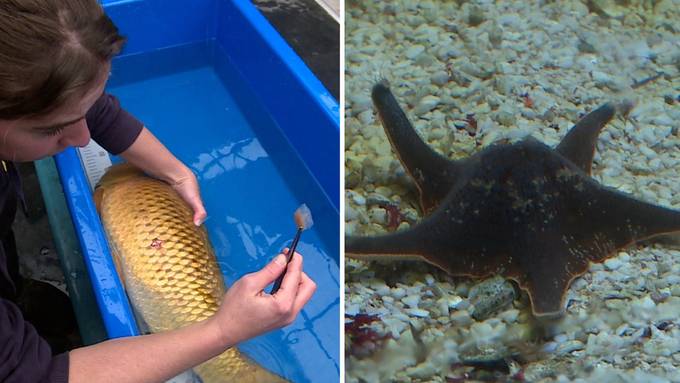 Fisch Tierarzt / Unscheinbare Zootiere Teil 2