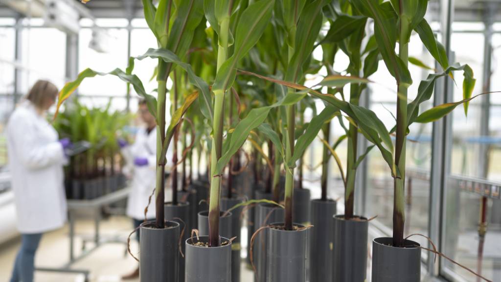 Syngenta hat im ersten Halbjahr 2026 den Betriebsgewinn bei etwas tieferen Umsatz leicht verbessert. Der Agrochemiekonzern hat das Geschäft auf ertragsstärkere Bereiche fokussiert. (Archivbild von der Forschung an Pflanzenschutzmiteln)
