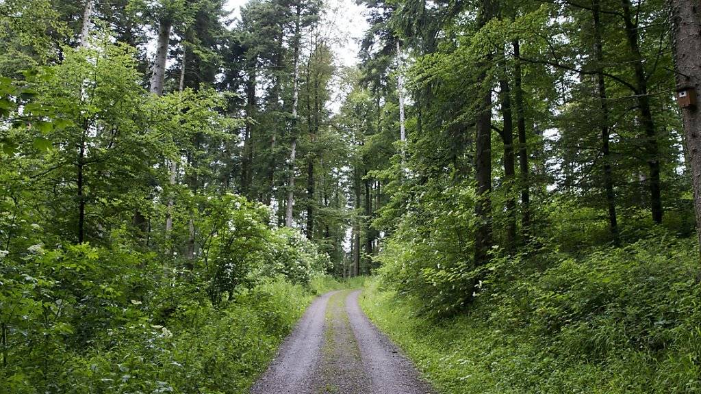 Im Wald in Fislisbach AG schoss ein 17-Jähriger am Dienstagabend auf einen 18-Jährigen. Der mutmassliche Täter sitzt bis auf weiteres in Untersuchungshaft.