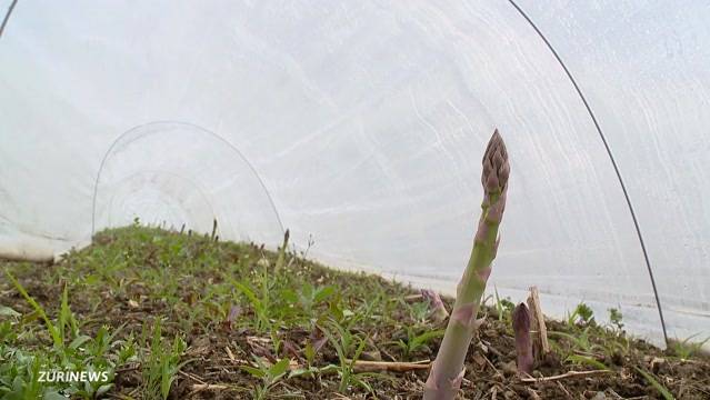 Ernte in Gefahr: Bauern bereiten sich auf Schnee vor
